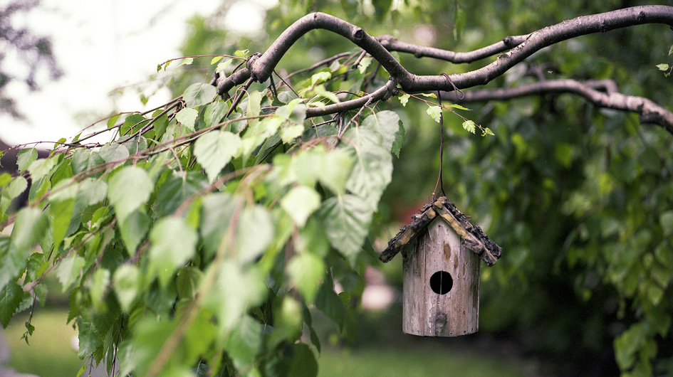 Motivos para comprar una casa con jardín