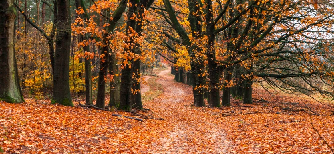 PREPARAR TU CASA OTOÑO