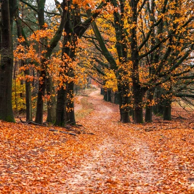 PREPARAR TU CASA OTOÑO